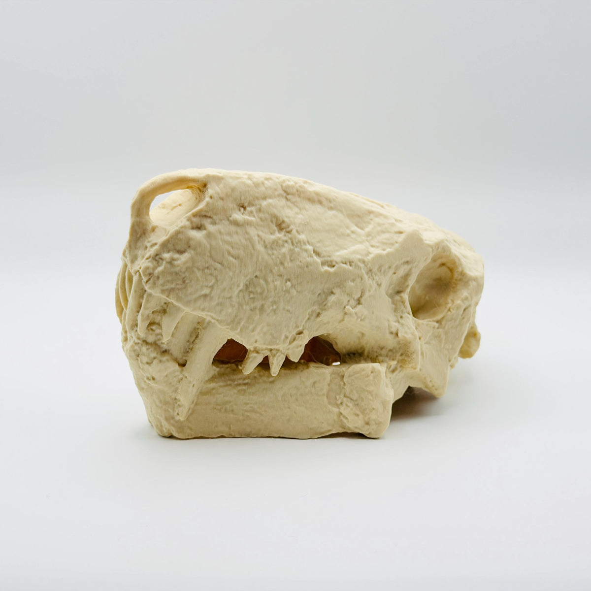 Inostrancevia skull replica side profile showing saber canines