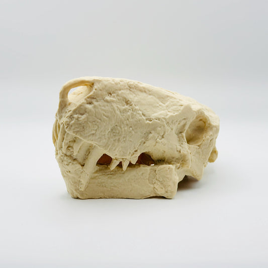 Inostrancevia skull replica side profile showing saber canines