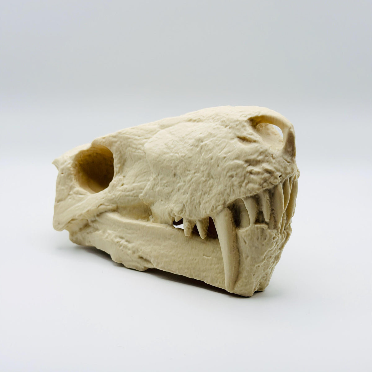 Inostrancevia skull replica detail view