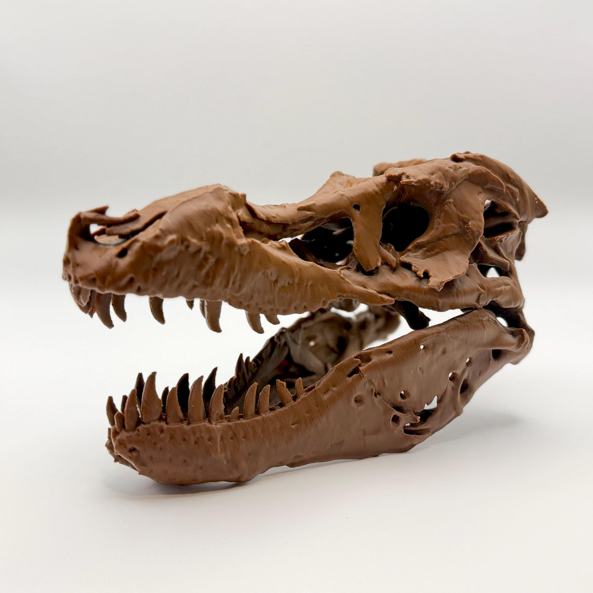 Sue T-Rex skull replica, third view