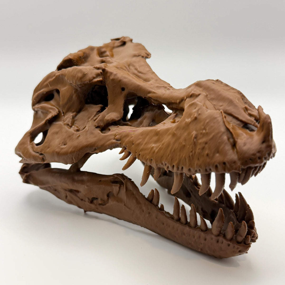 Sue T-Rex skull replica, seventh view
