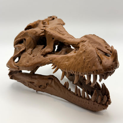 Sue T-Rex skull replica, seventh view