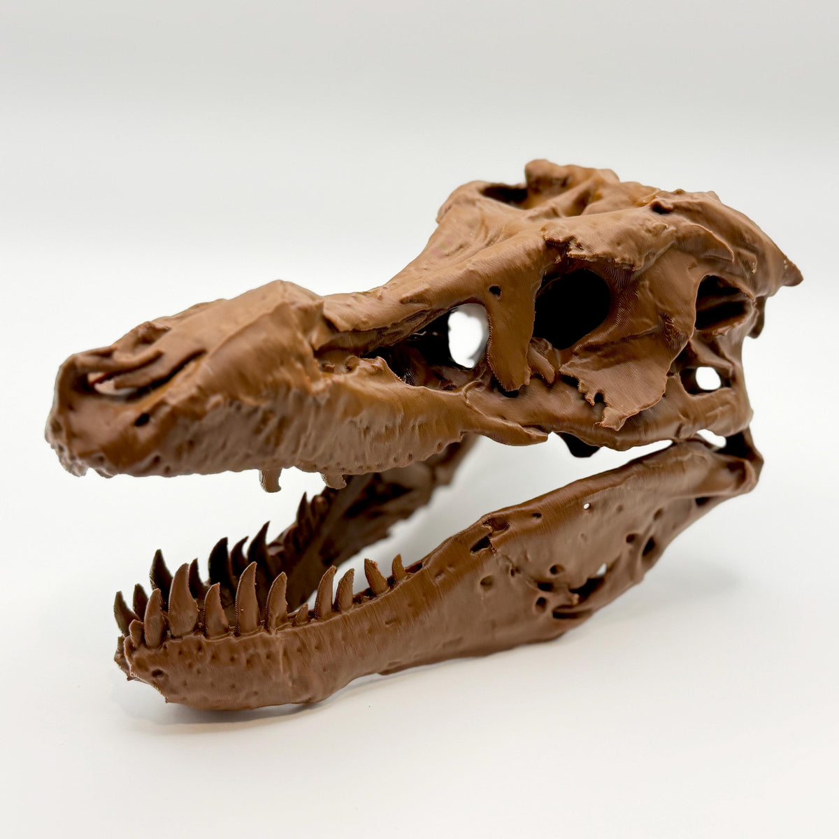 Sue T-Rex skull replica, ninth view