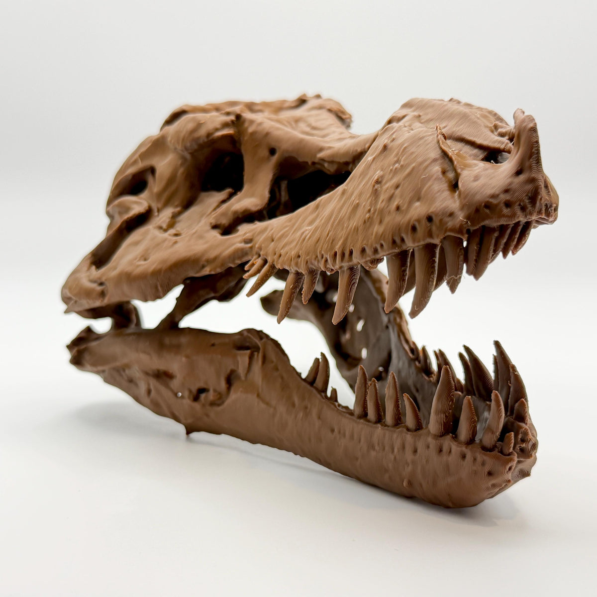 Sue T-Rex skull replica, tenth view