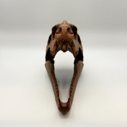 Dimetrodon skull replica, eighth view