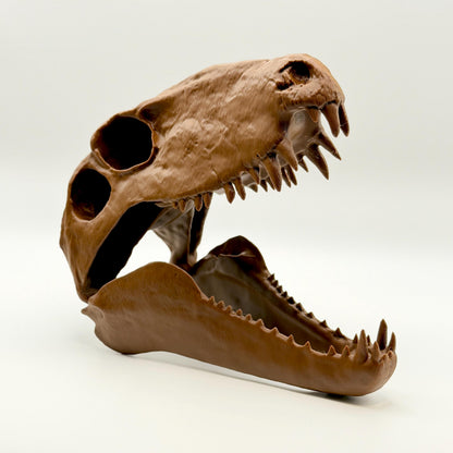 Dimetrodon skull replica, fifth view