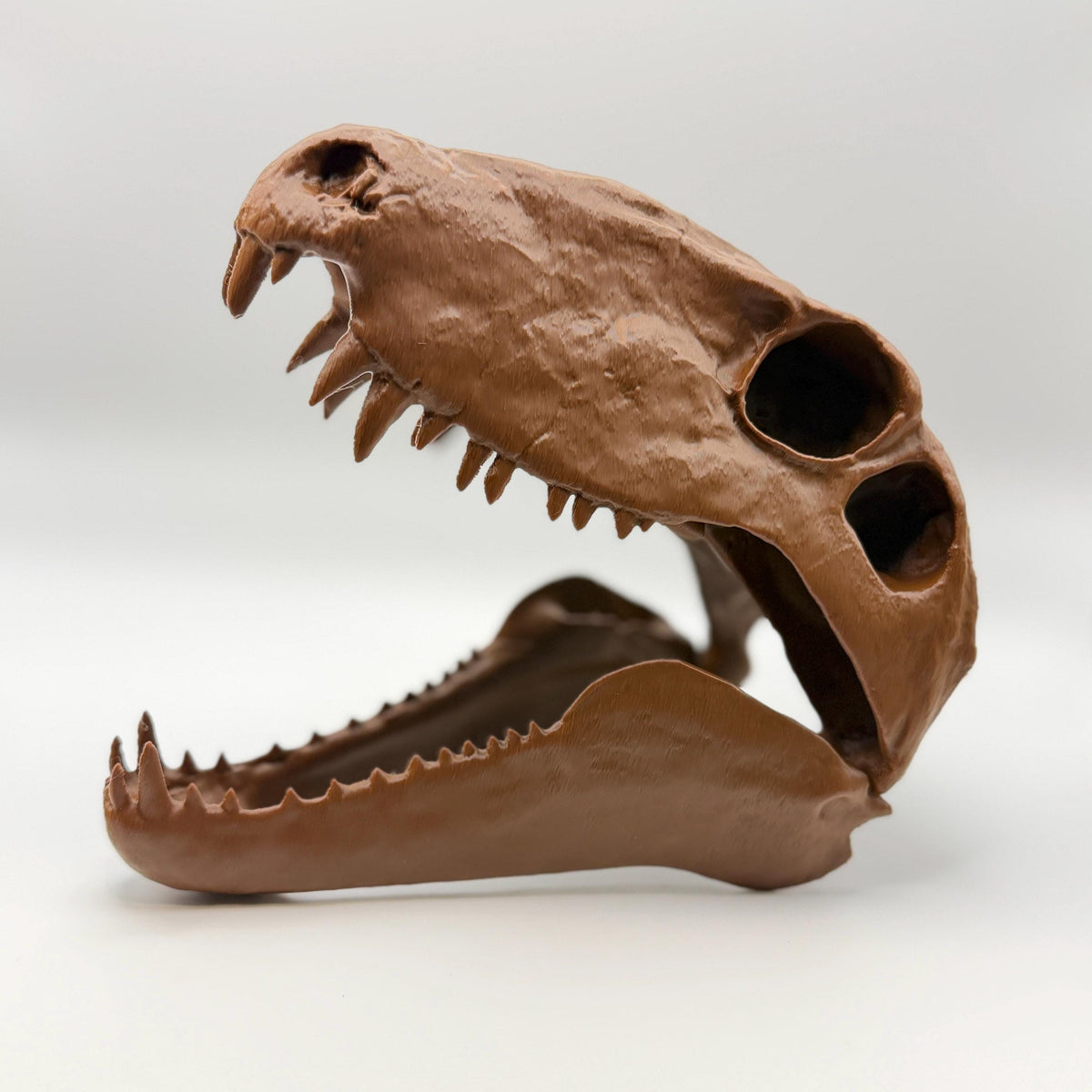 Dimetrodon skull replica, sixth view