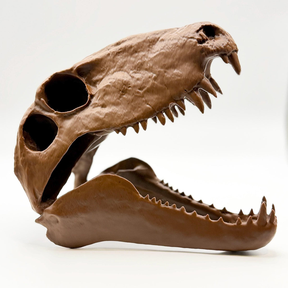Dimetrodon skull replica, seventh view