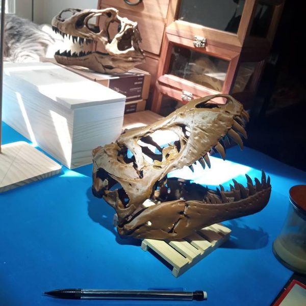 Customer photo of Stan T-Rex Skull Replica BHI 3033 from Gary's Etsy review