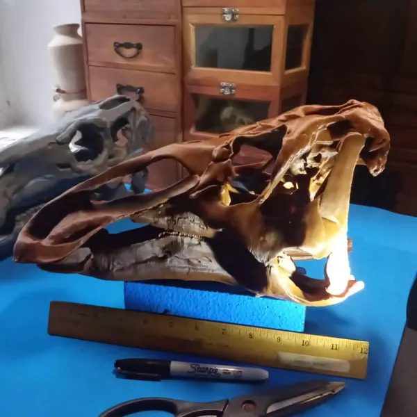 Customer photo of Edmontosaurus Skull Replica from Gary's Etsy review