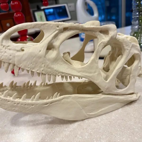 Customer photo of Allosaurus Skull Replica from Jonathan's Etsy review
