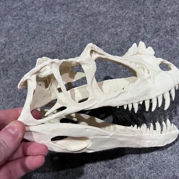 Customer photo of Ceratosaurus Skull Replica from Lisa's Etsy review
